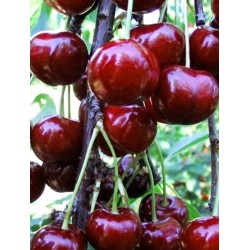 Sweet cherry - Prunus avium KRISTIINA