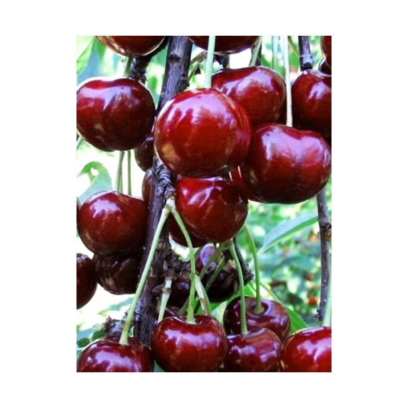 Sweet cherry - Prunus avium KRISTIINA