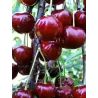Sweet cherry - Prunus avium KRISTIINA