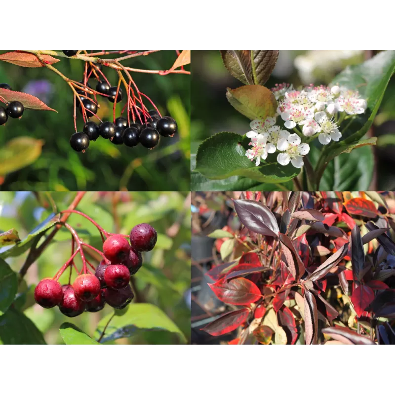 Juodavaisė aronija - Aronia melanocarpa