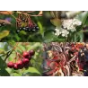 Juodavaisė aronija - Aronia melanocarpa