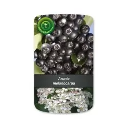 Juodavaisė aronija - Aronia melanocarpa