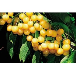 Trešnė - Prunus avium ALEKSANDRS