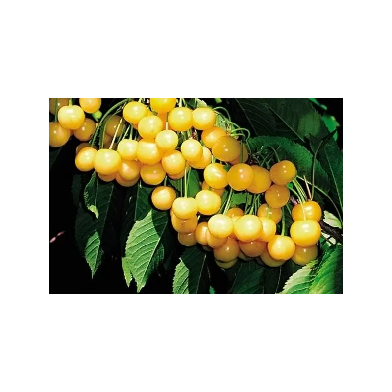 Trešnė - Prunus avium ALEKSANDRS