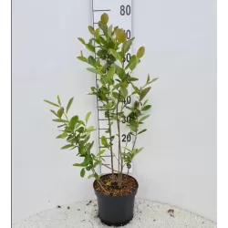 Juodavaisė aronija - Aronia melanocarpa