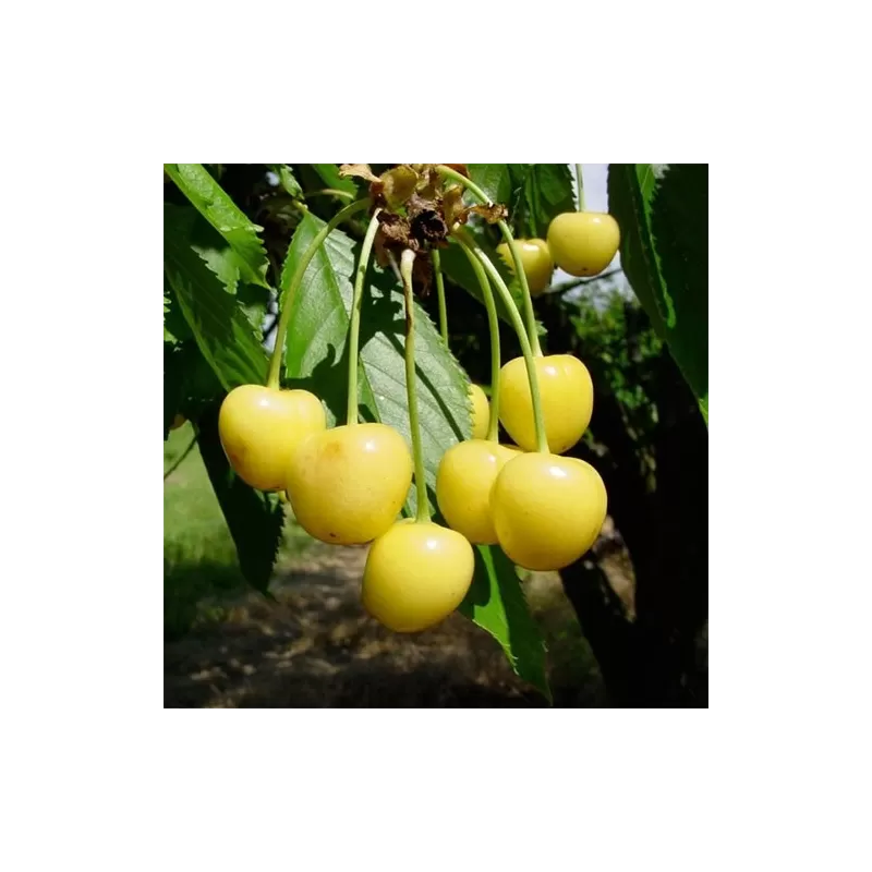 Trešnė - Prunus avium DENISENO GELTONA