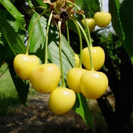 Trešnė - Prunus avium DENISENO GELTONA