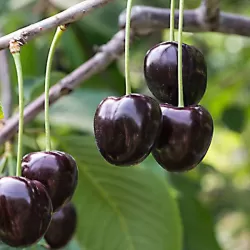 Sweet cherry - Prunus avium LENINGRADSKAYA CHIORNAYA