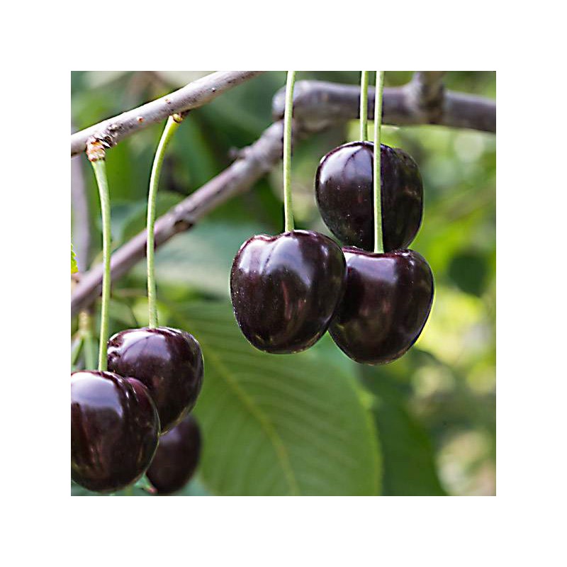Sweet cherry - Prunus avium LENINGRADSKAYA CHIORNAYA