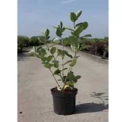 Juodavaisė aronija - Aronia prunifolia ARON