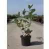 Black Chokeberry - Aronia prunifolia ARON