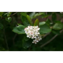 Juodavaisė aronija - Aronia prunifolia ARON