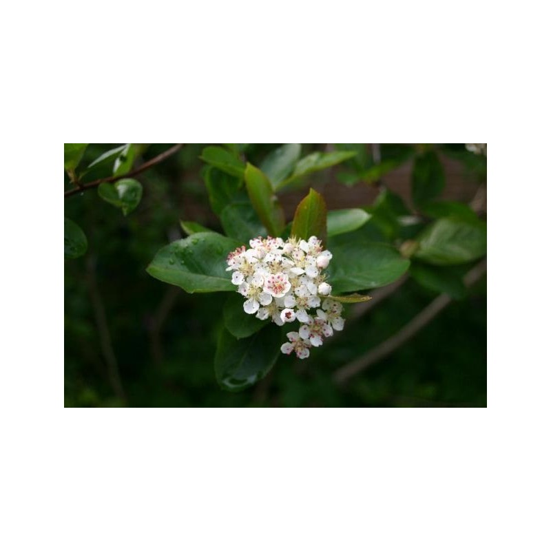 Black Chokeberry - Aronia prunifolia ARON