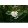 Juodavaisė aronija - Aronia prunifolia ARON