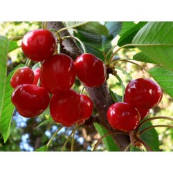 Sweet cherry - Prunus avium SABRINA