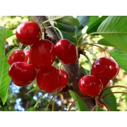 Sweet cherry - Prunus avium SABRINA
