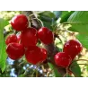 Sweet cherry - Prunus avium SABRINA