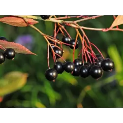 Black Chokeberry - Aronia prunifolia ARON