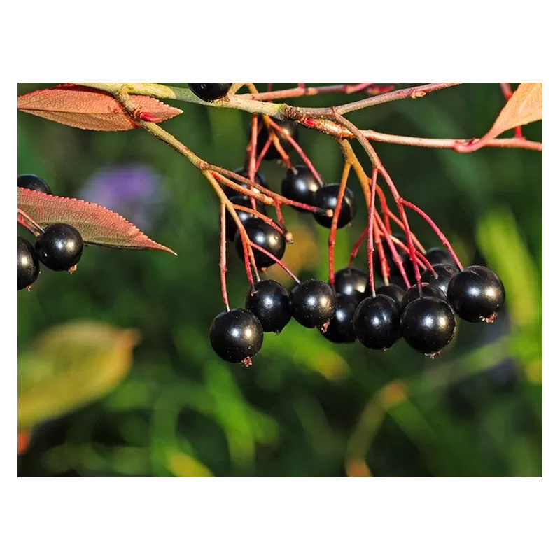 Black Chokeberry - Aronia prunifolia ARON