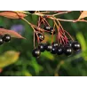 Juodavaisė aronija - Aronia prunifolia ARON