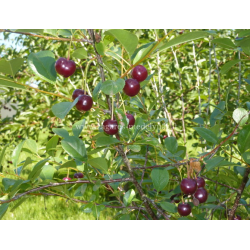 Kero vyšnia - Prunus kerrasis CARMINE JEWEL
