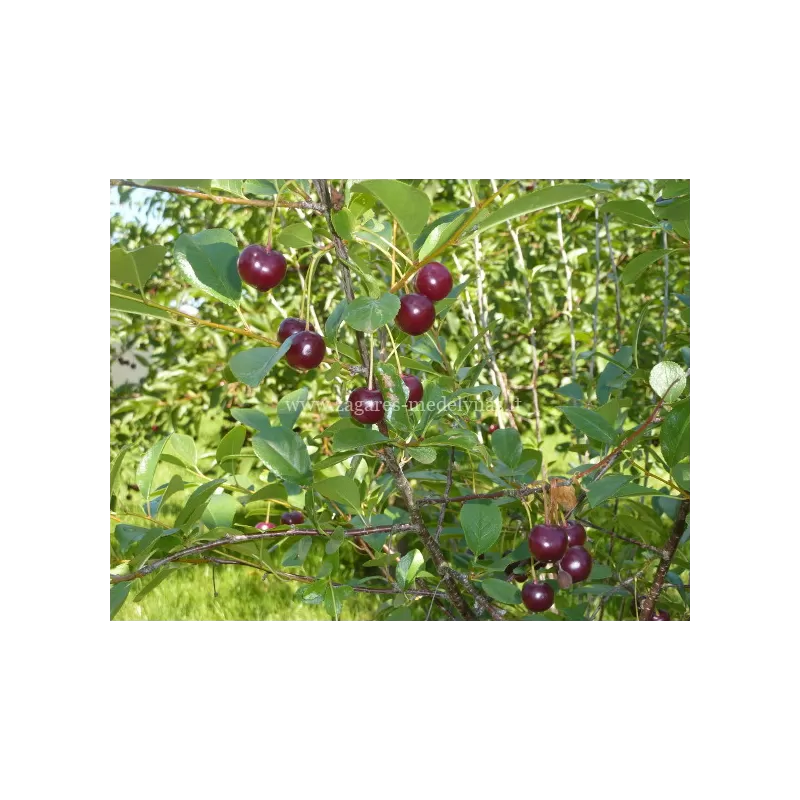 Kero vyšnia - Prunus kerrasis CARMINE JEWEL Kero vyšnia - Prunus kerrasis CARMINE JEWEL