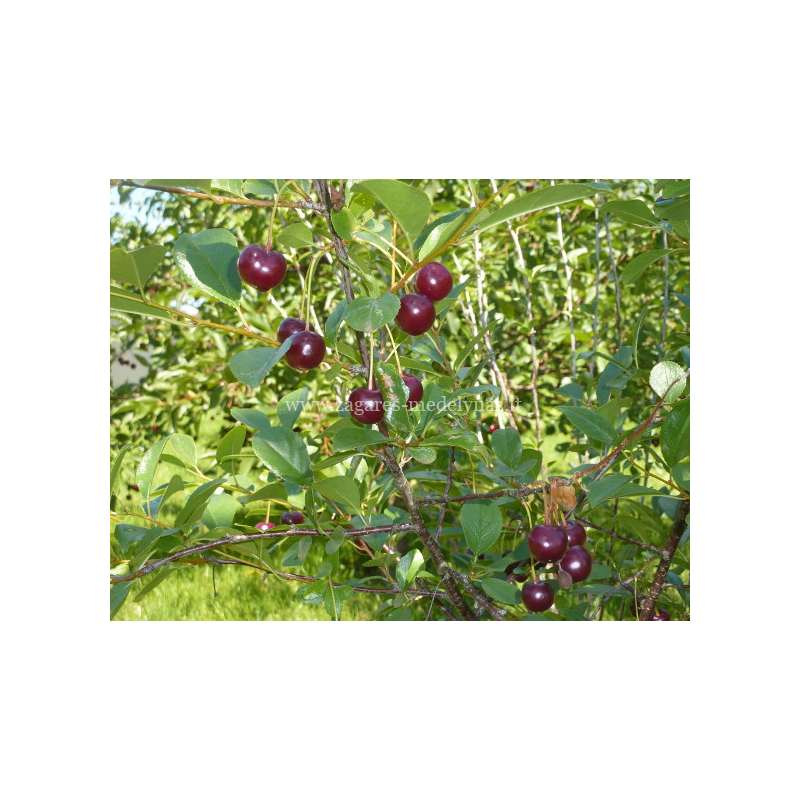 Cherry - Prunus cerasus ​CARMINE JEWEL