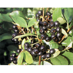 Juodavaisė aronija - Aronia prunifolia VIKING