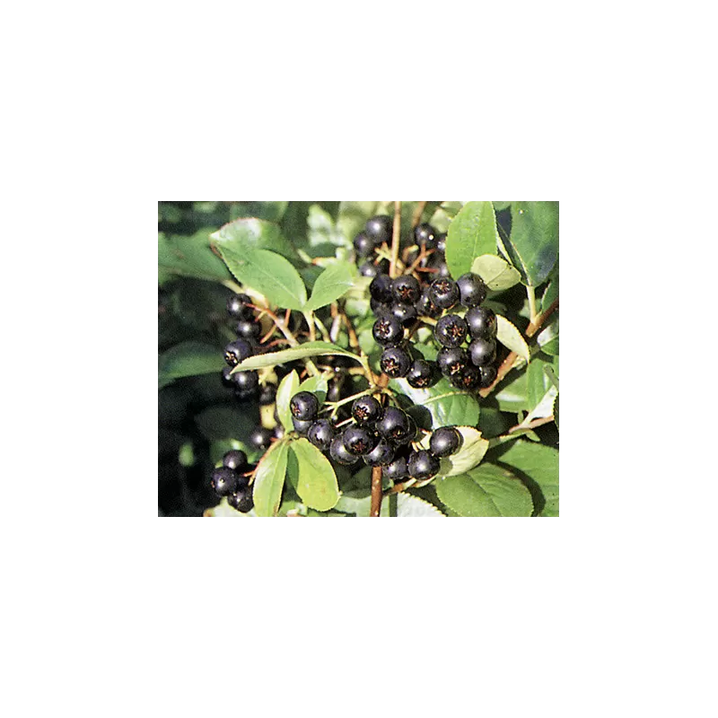 Black Chokeberry - Aronia prunifolia VIKING