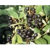 Black Chokeberry - Aronia prunifolia VIKING
