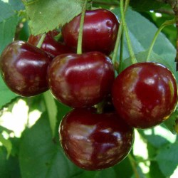 Sour cherry - Prunus cerasus ​KELLERIIS 16
 Container-C20 Height-150-175CM Branching-4 YEARS Graft-P. mahaleb