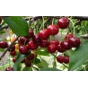Sour cherry - Prunus cerasus ​KELLERIIS 16