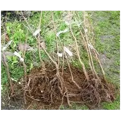 Vyšnia - Prunus cerasus NOTĖ