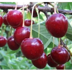 Sour cherry - Prunus cerasus ​MOLODIOZHNAYA