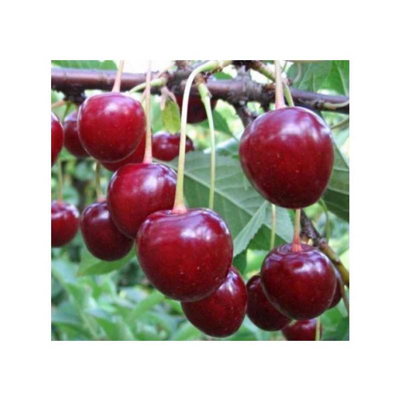 Sour cherry - Prunus cerasus ​MOLODIOZHNAYA