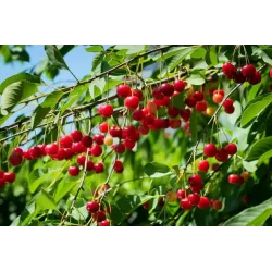 Paprastoji vyšnia NORTHSTAR