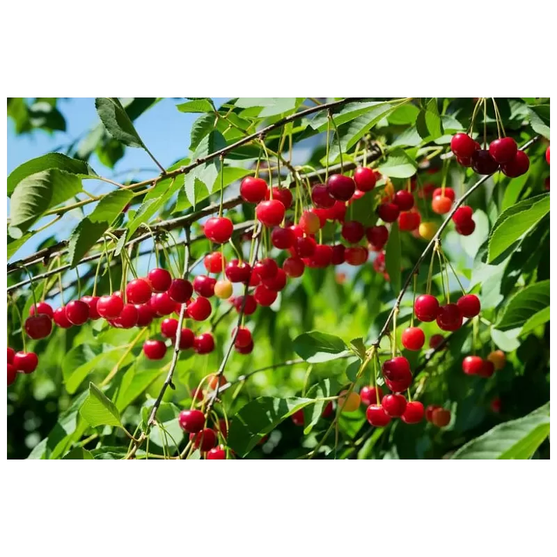 Paprastoji vyšnia NORTHSTAR