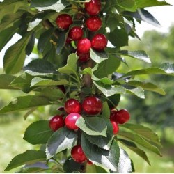 Vyšnia - Prunus cerasus PIEMONT