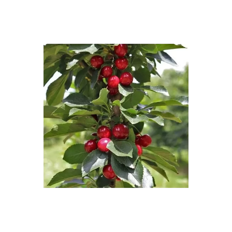 Sour cherry - Prunus cerasus ​PIEMONT