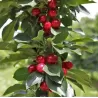Sour cherry - Prunus cerasus ​PIEMONT