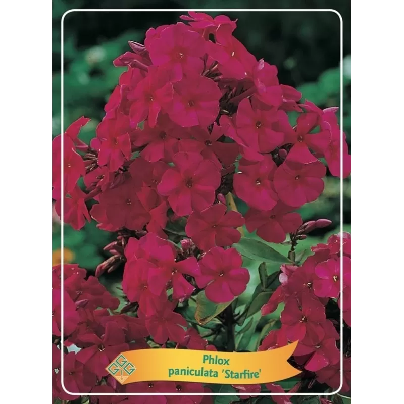 Phlox paniculata Starfire P9