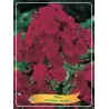 Šluotelinis flioksas - Phlox paniculata STARFIRE