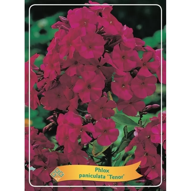 Phlox paniculata Starfire P9
