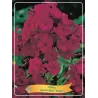Phlox paniculata Starfire P9