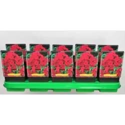 Phlox paniculata Starfire P9