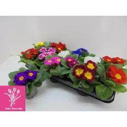 Raktažolė (įv.) - Primula acaulis mix