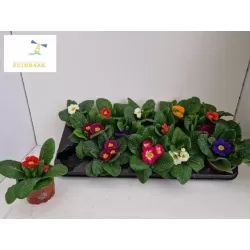 copy of Raktažolė - Primula acaulis mix p10 gyva foto 2022-01-23