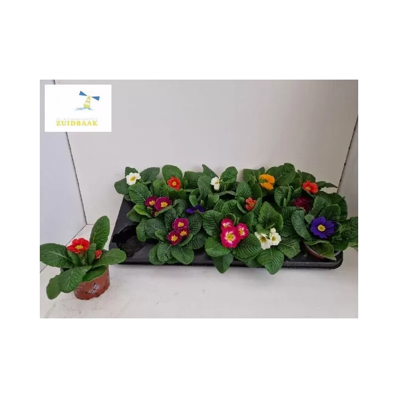 copy of Raktažolė - Primula acaulis mix p10 gyva foto 2022-01-23