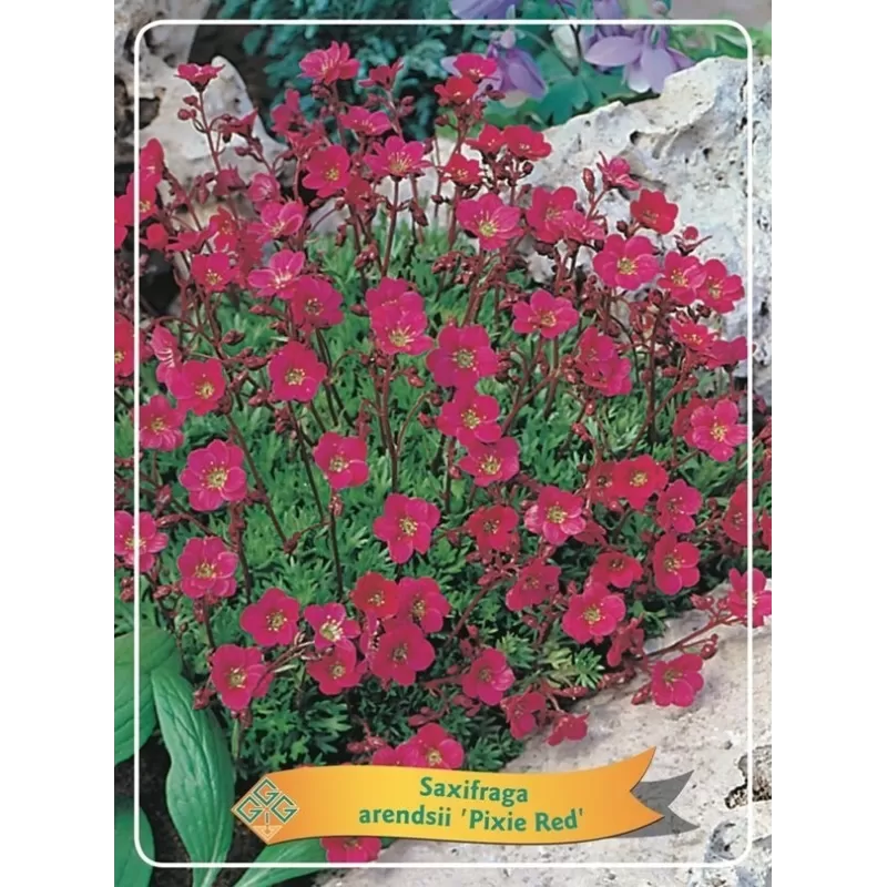 Uolaskėlė - Saxifraga arendsii PIXIE RED