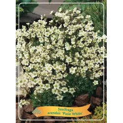 Uolaskėlė - Saxifraga arendsii PIXIE WHITE